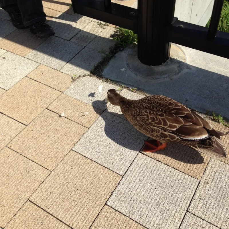 なきさの池